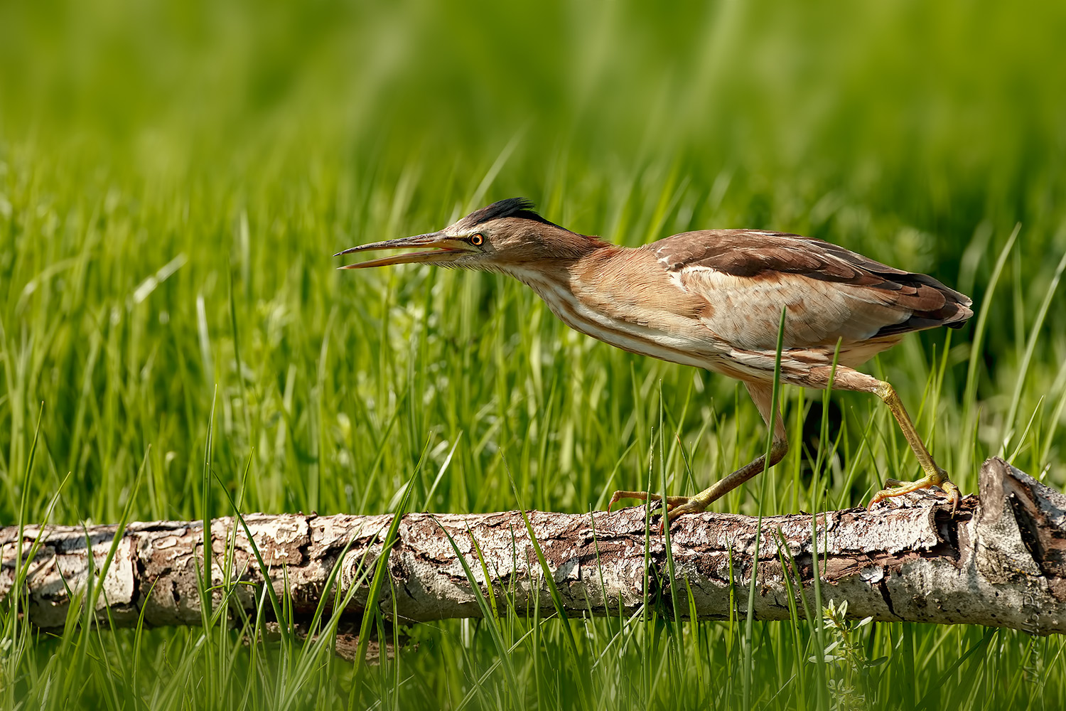 Tarabusino minaccioso!!!!