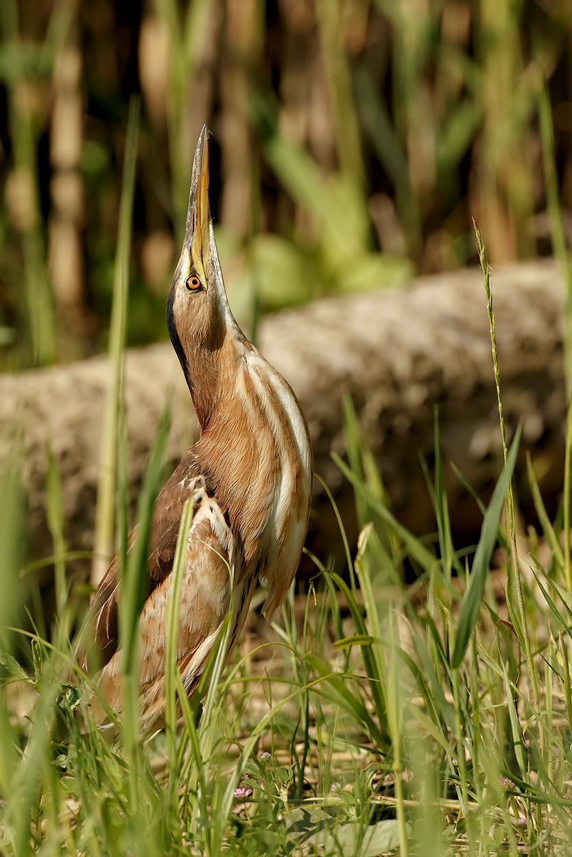La verticale del tarabusino