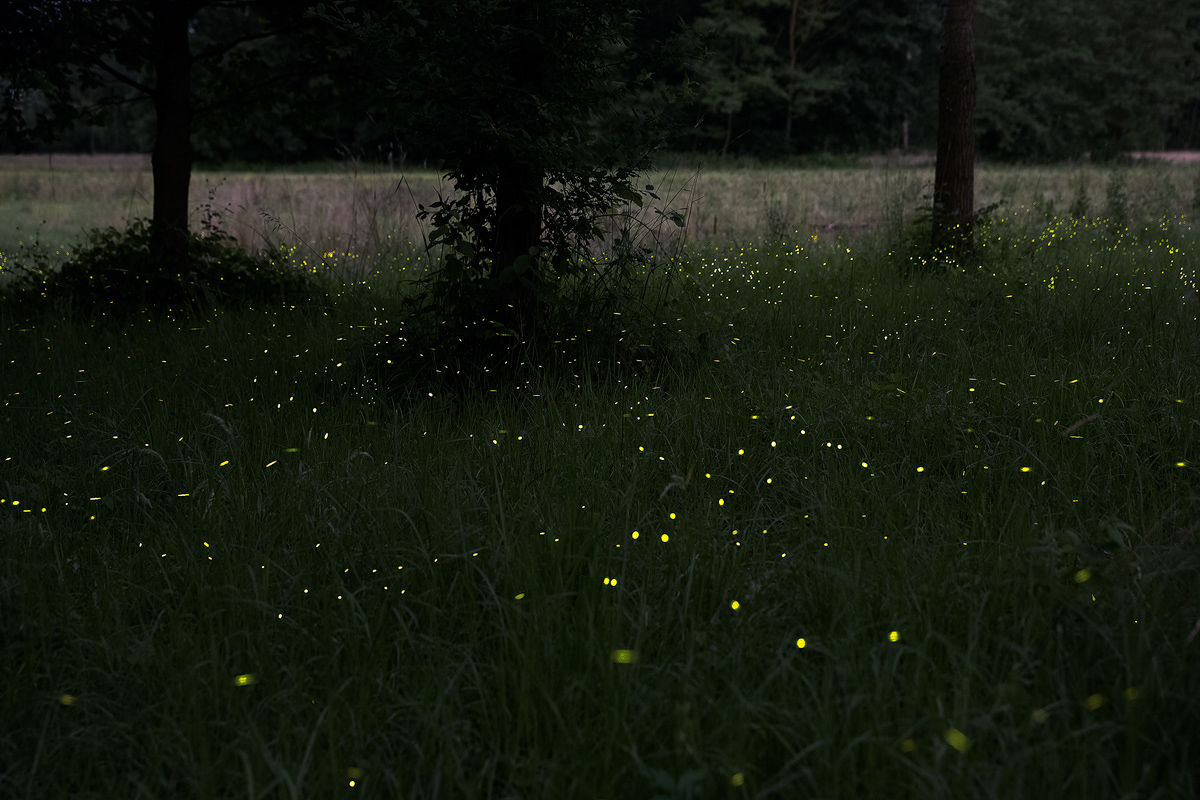 Fireflies