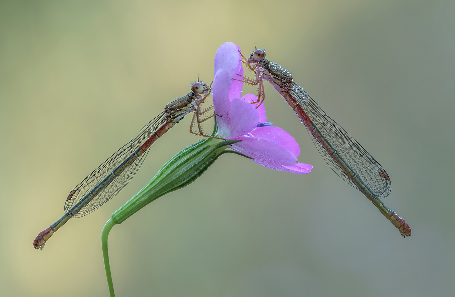 Le damigelle e il fiore