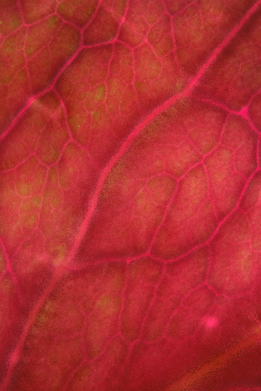 Contest n� 112 _ Linfa rossa