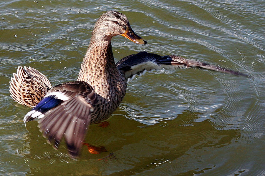 Germano reale femmina :)