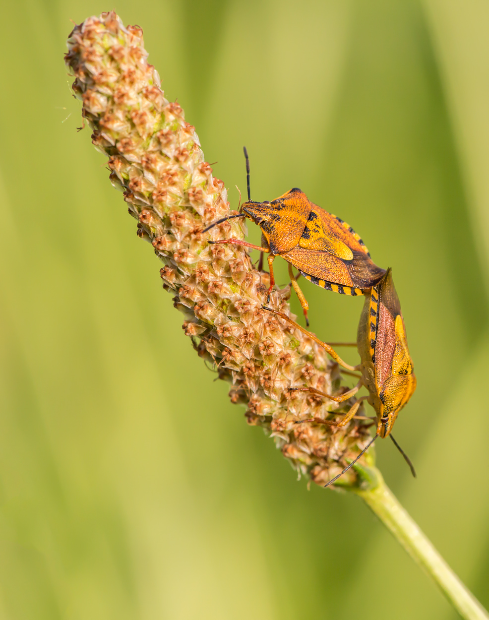 Cimici in accoppiamento