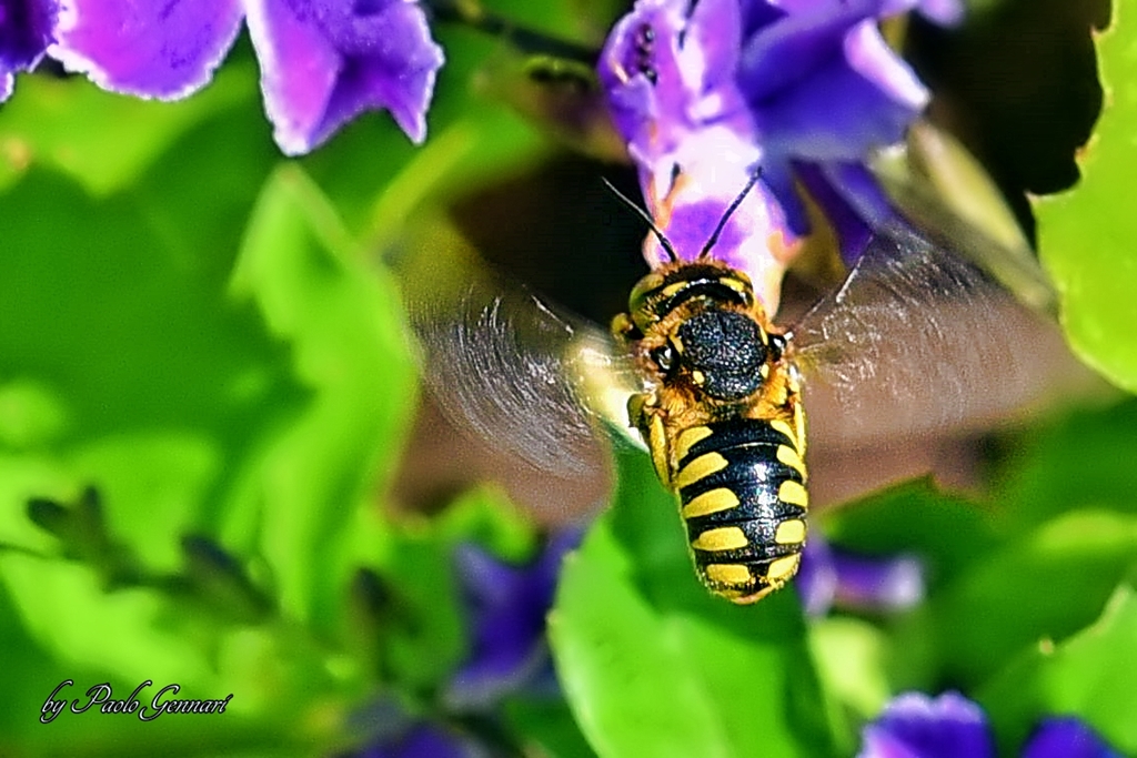 il Battito delle ali