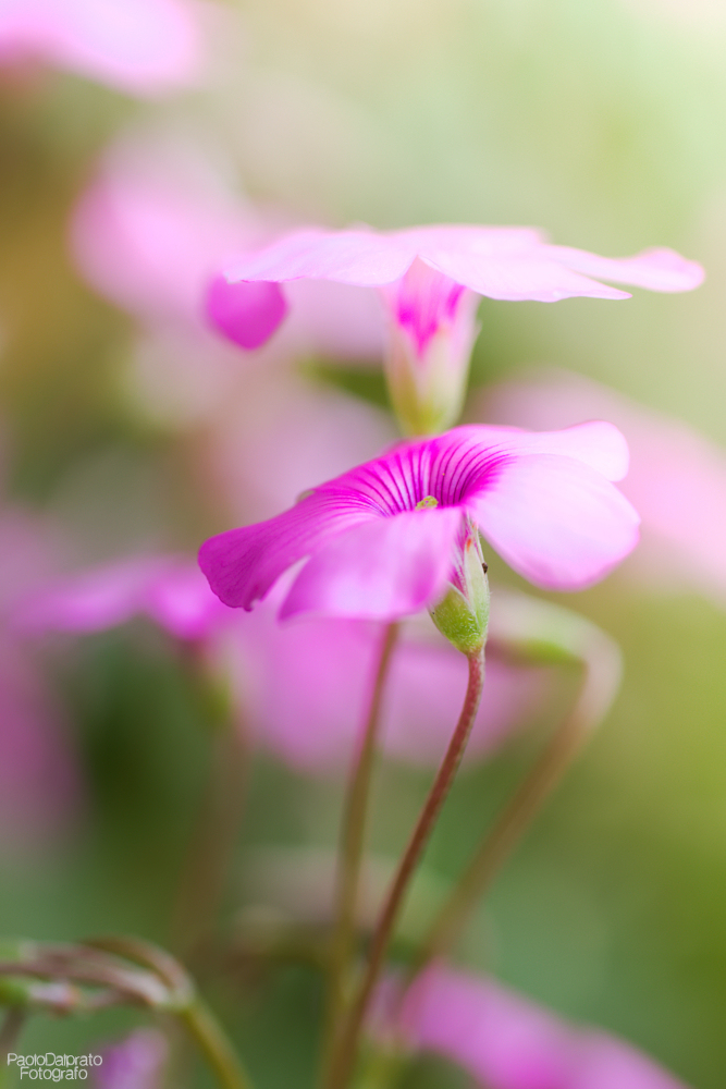 Non faccio foto di fiori
