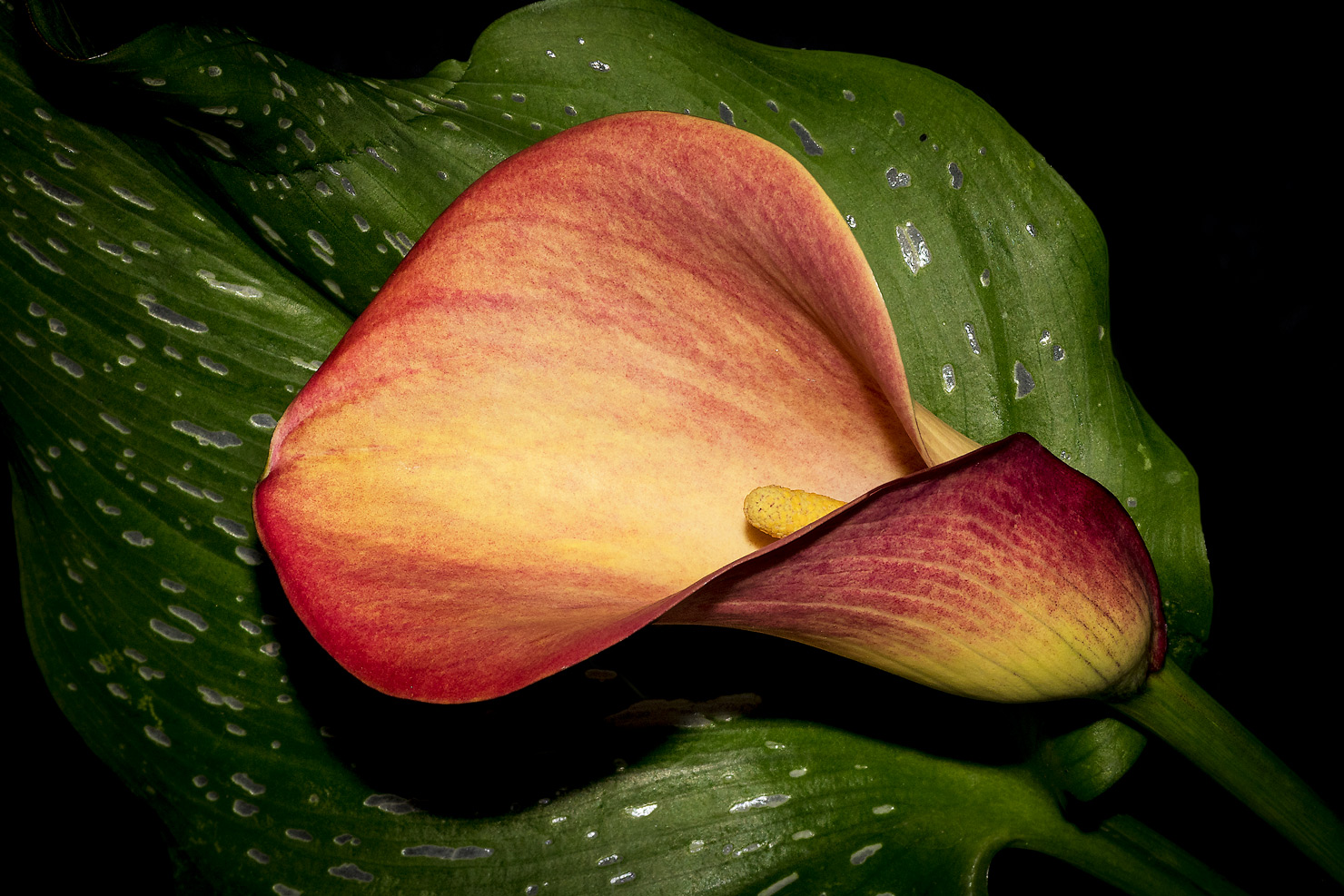 Calla ibrida