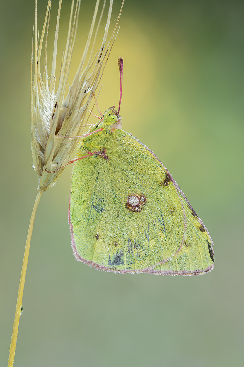 Colias crocea