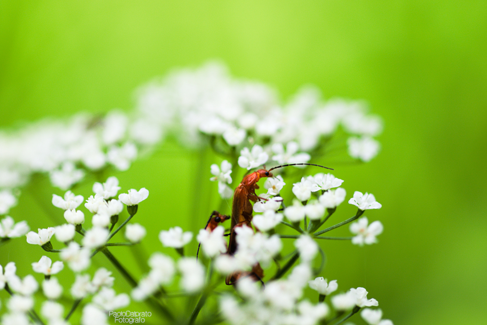 Non faccio foto di fiori