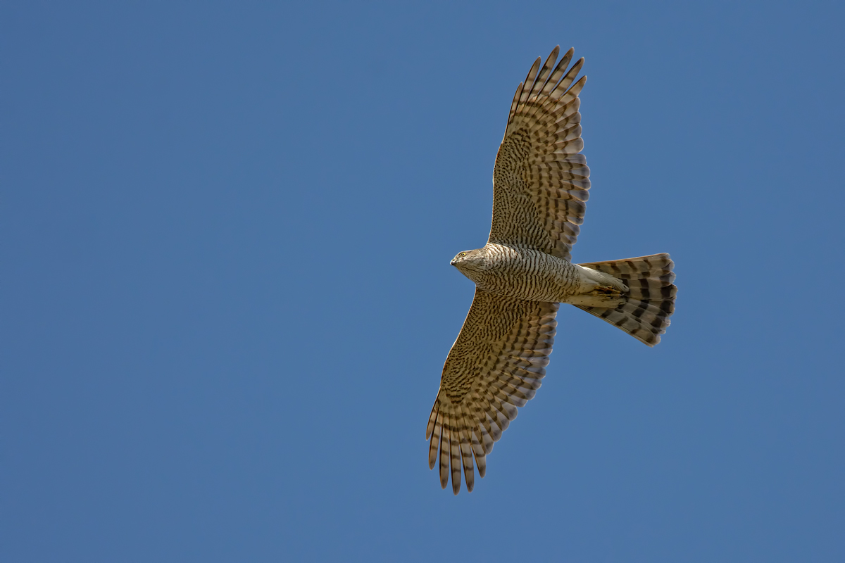 Sparviere (Accipiter nisus)