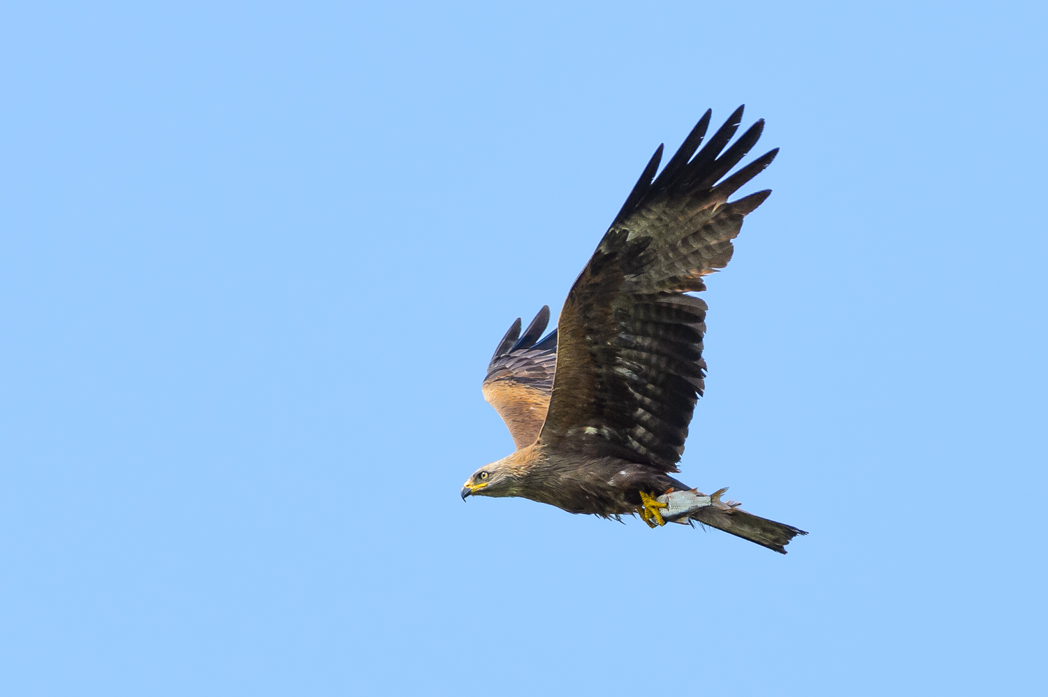 Ed eccolo con la preda