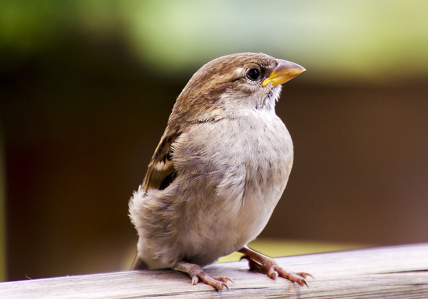 Aspettando qualche briciolina!!!