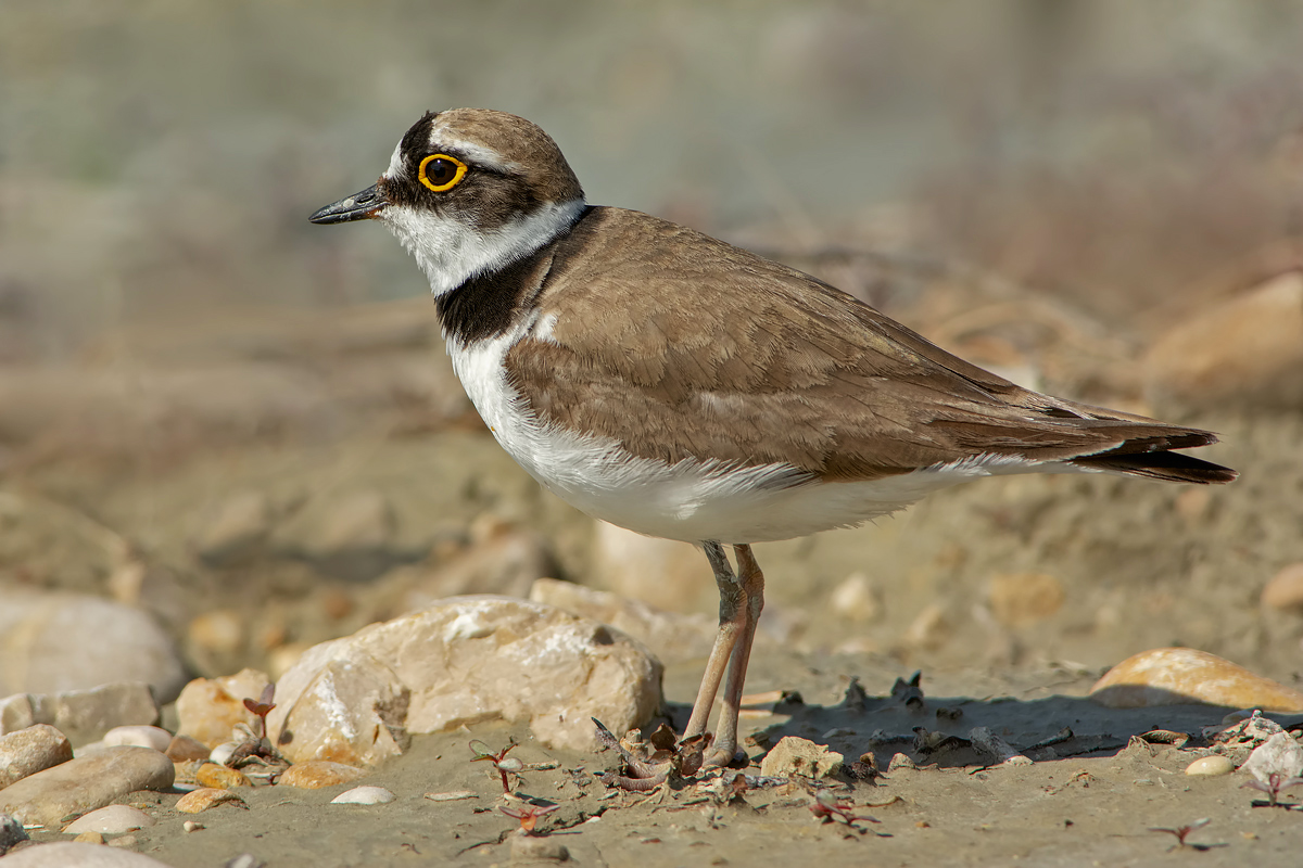 Corriere piccolo  (Charadrius dubius)