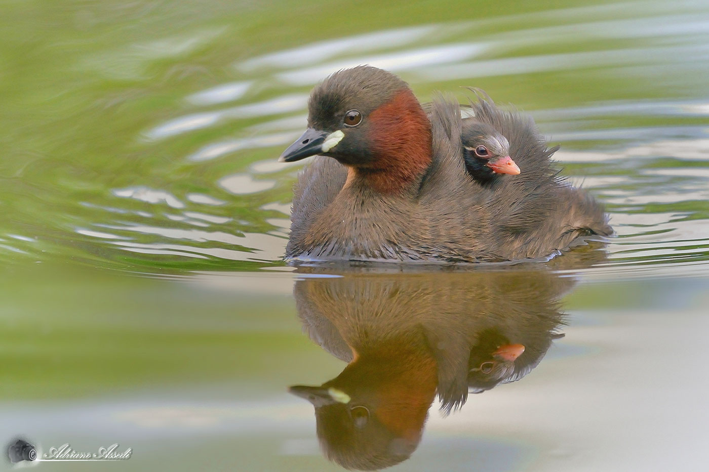 Tuffetto e Tuffettino