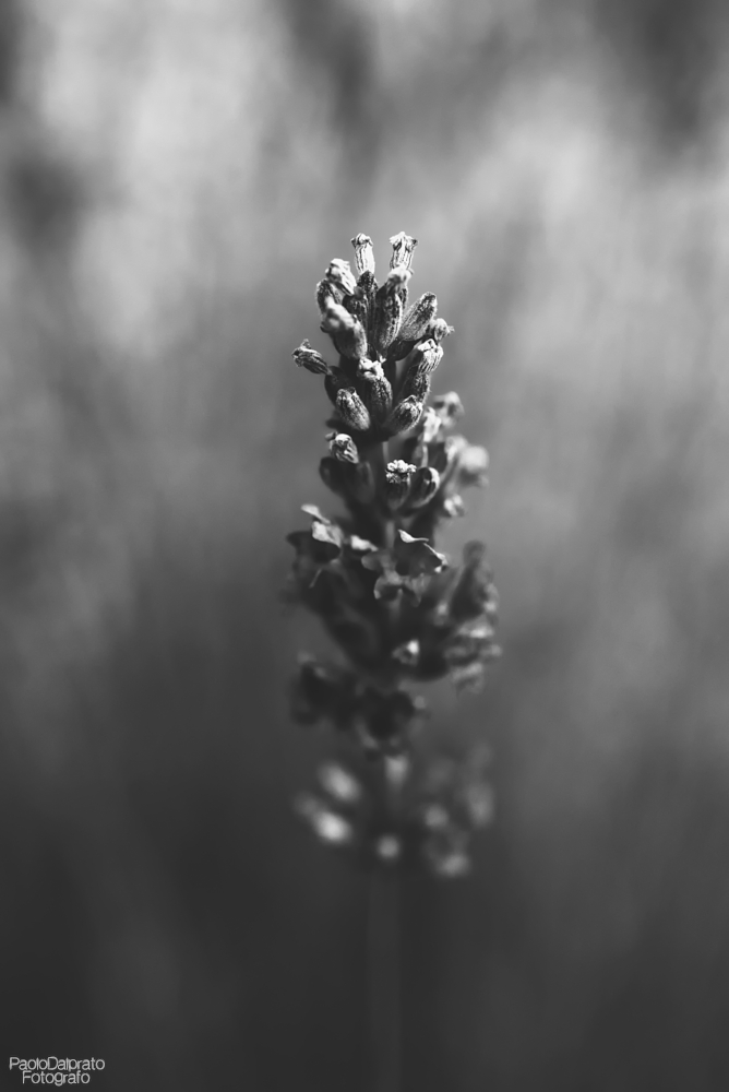 Non faccio foto di fuori