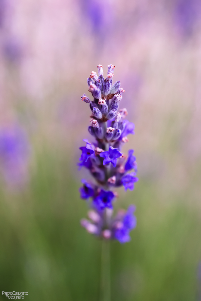 Non faccio foto di fiori