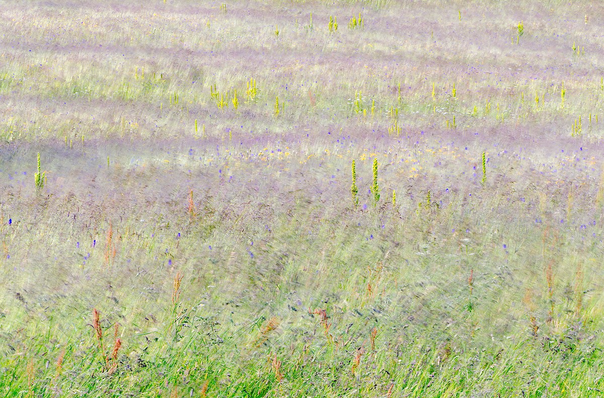 Impressioni Campestri