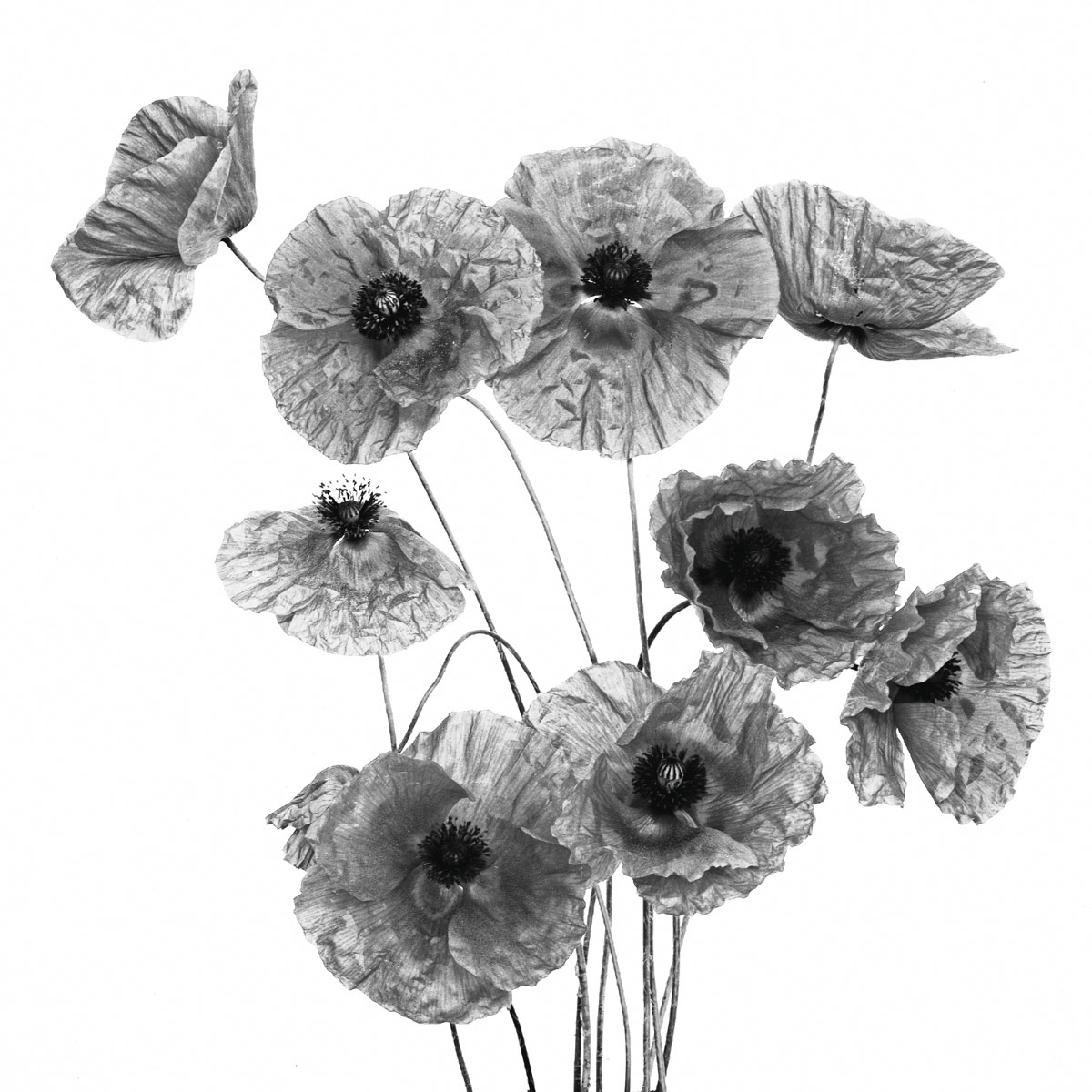 il principe dei prati  in b\n