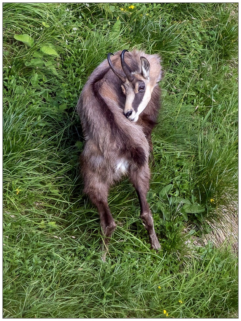 Quel fastidioso prurito....