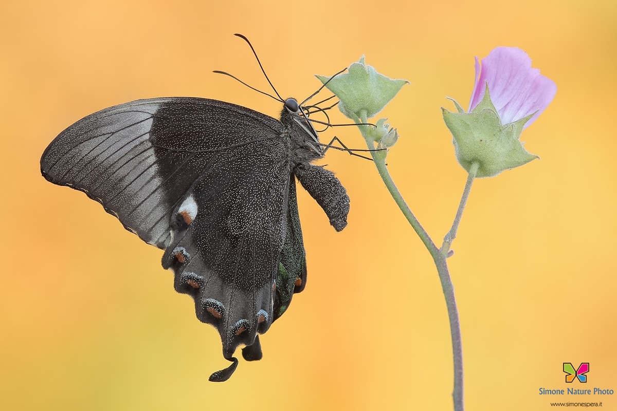 Papilio palinurus....