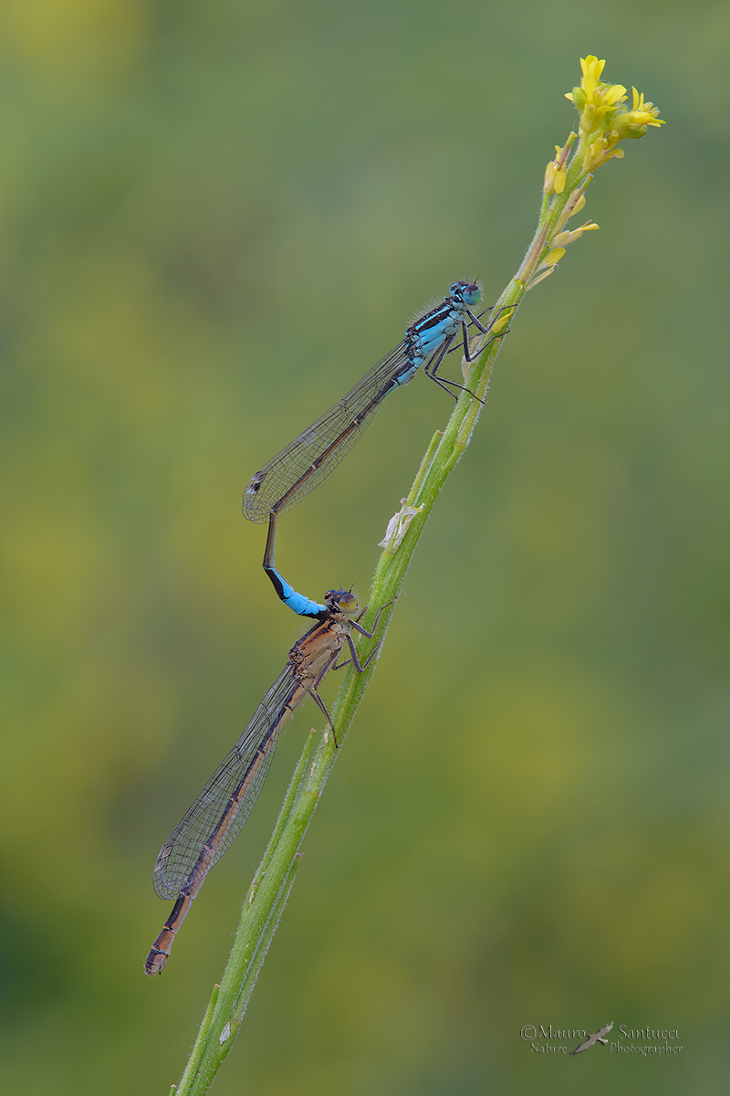 Ischnura elegans Iin love