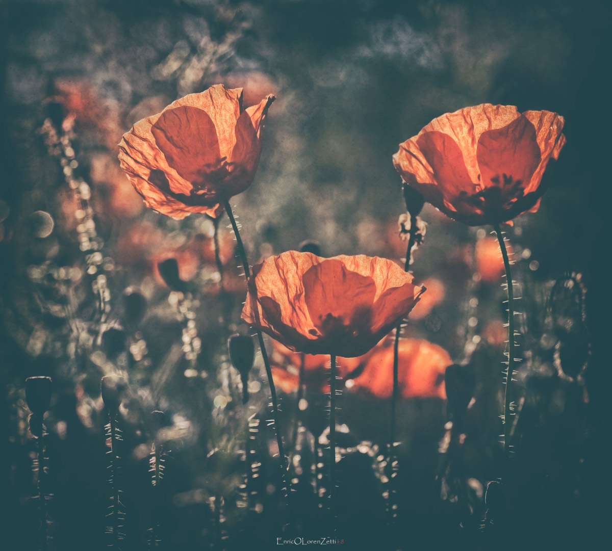 il principe in controluce