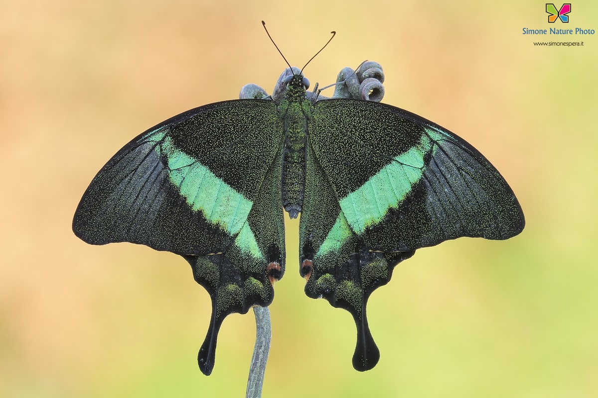 Papilio palinurus...il dritto...
