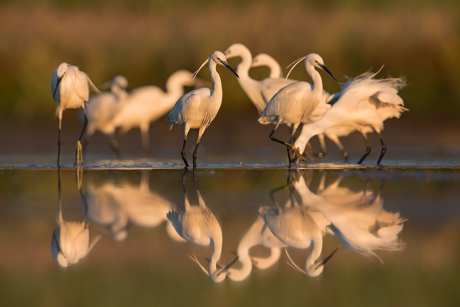 La famiglia Garzetta