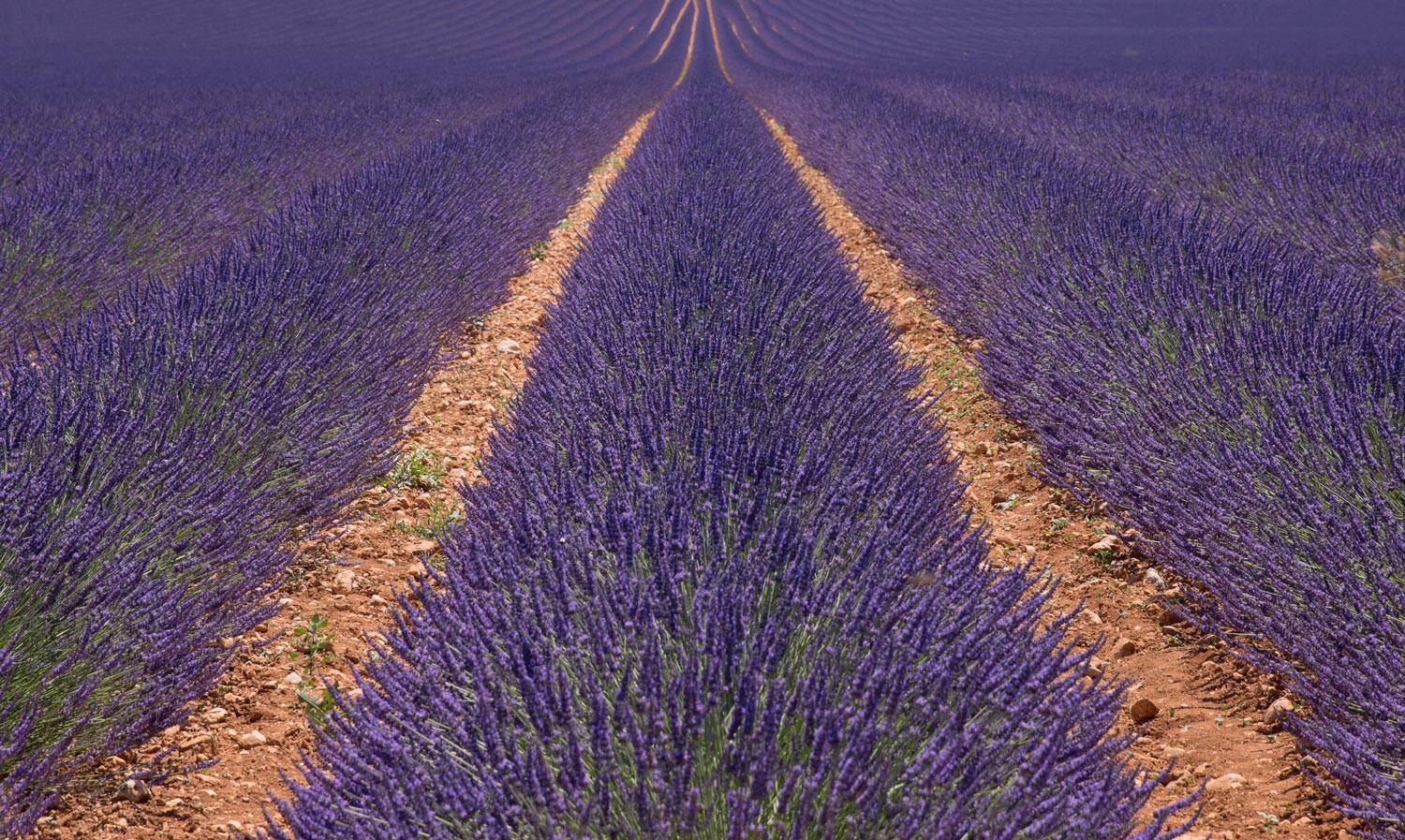 La Lavanda di Valensole - Provenza (Francia)
