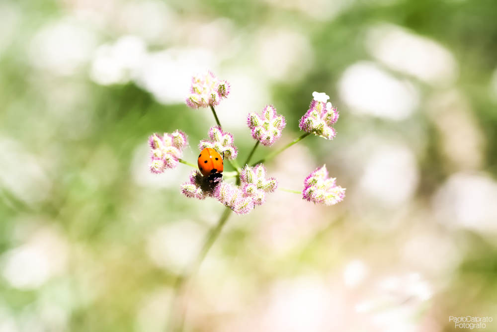 Non faccio foto di fiori