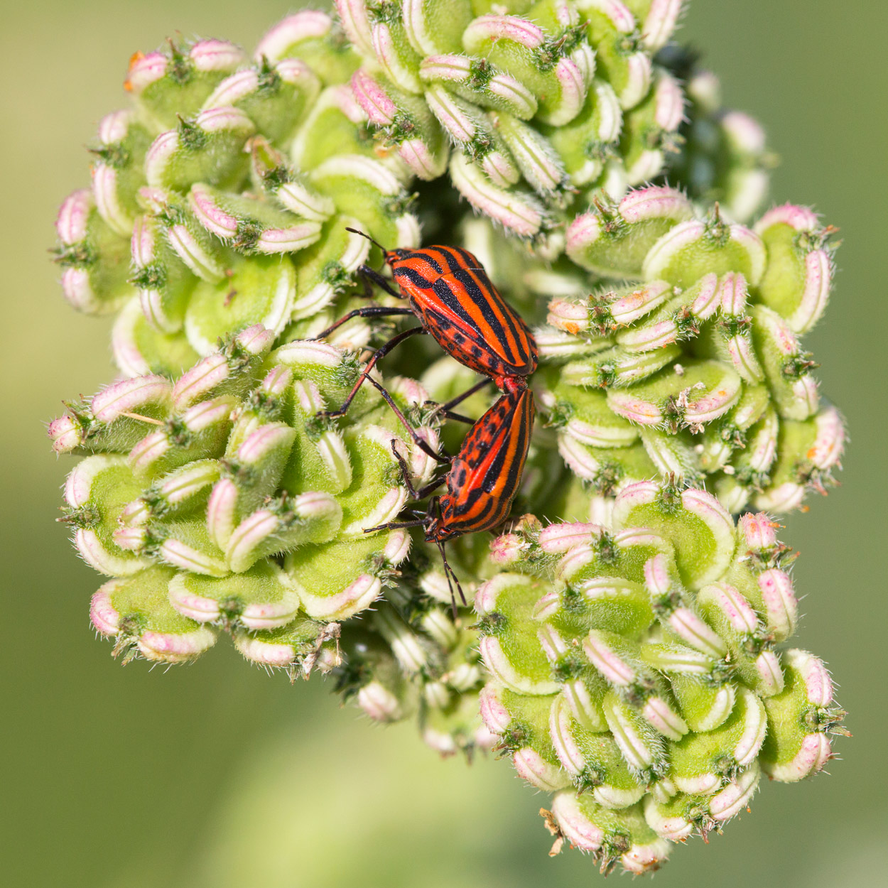Graphosoma lineatum in accoppiamento