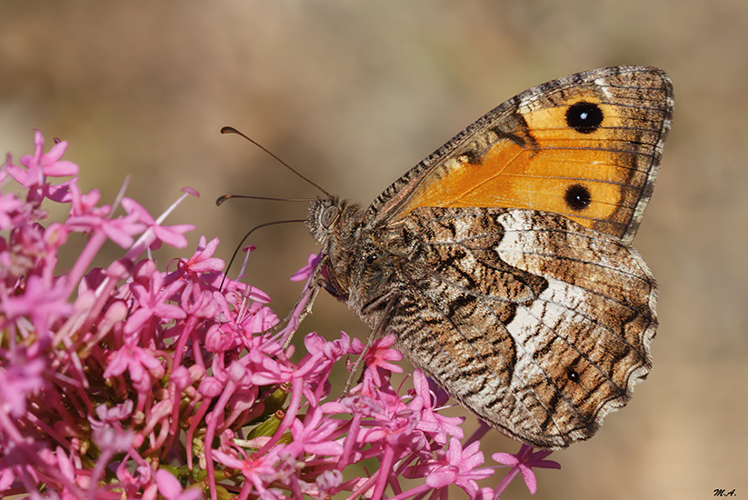 Hipparchia neapolitana