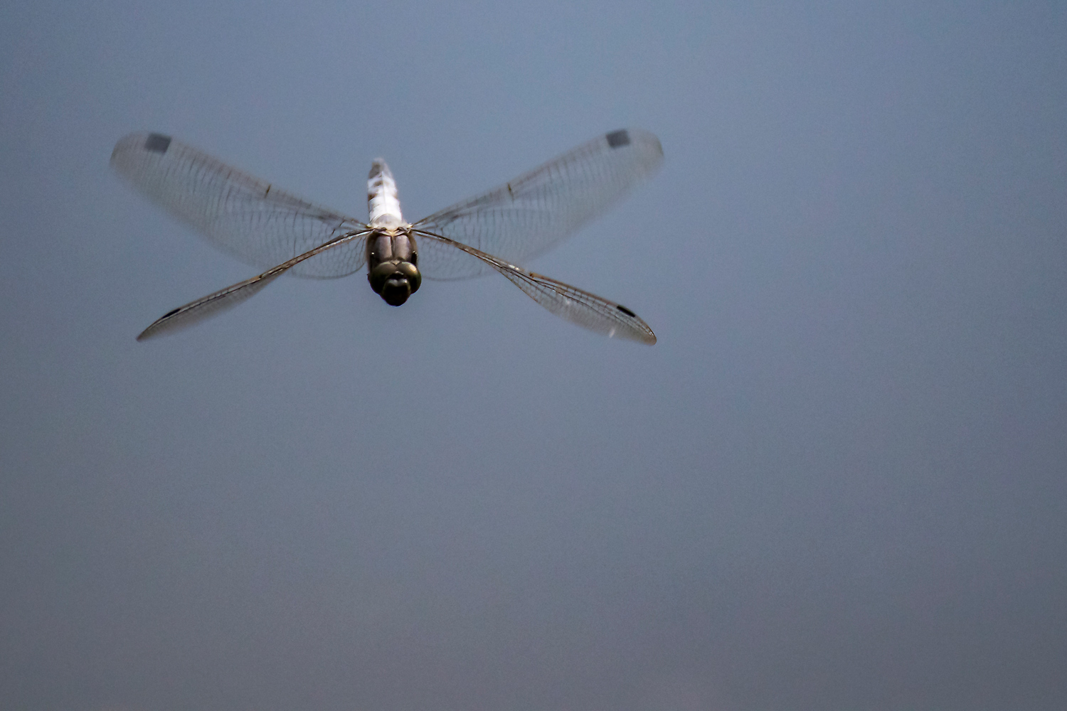 Libellula in volo 2