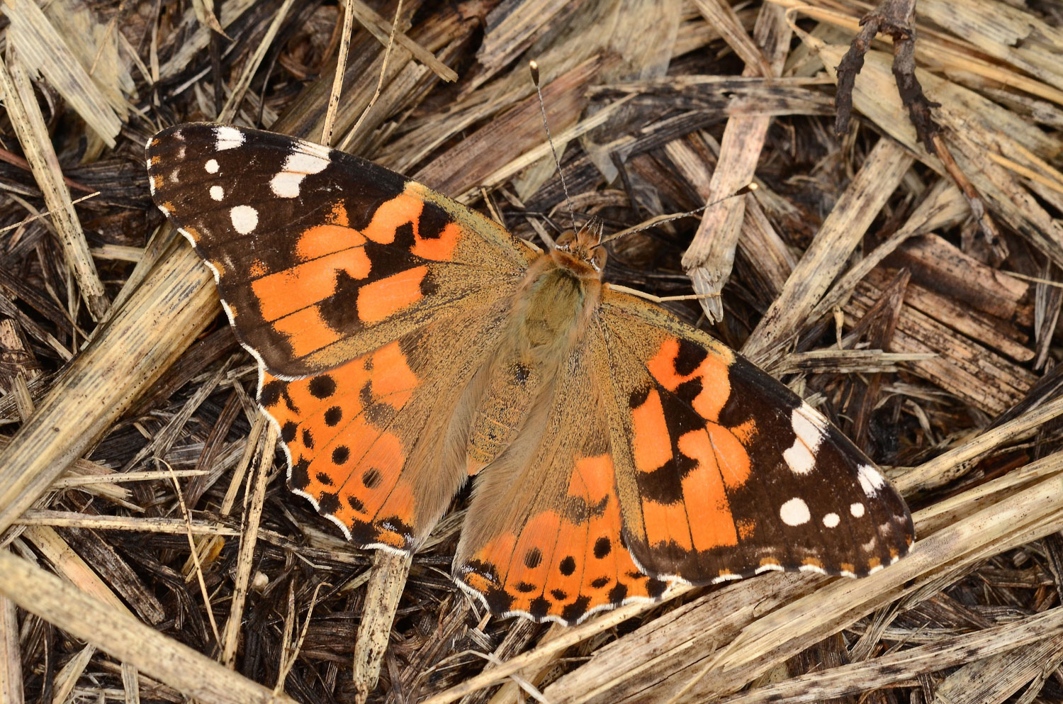Vanessa del cardo a terra