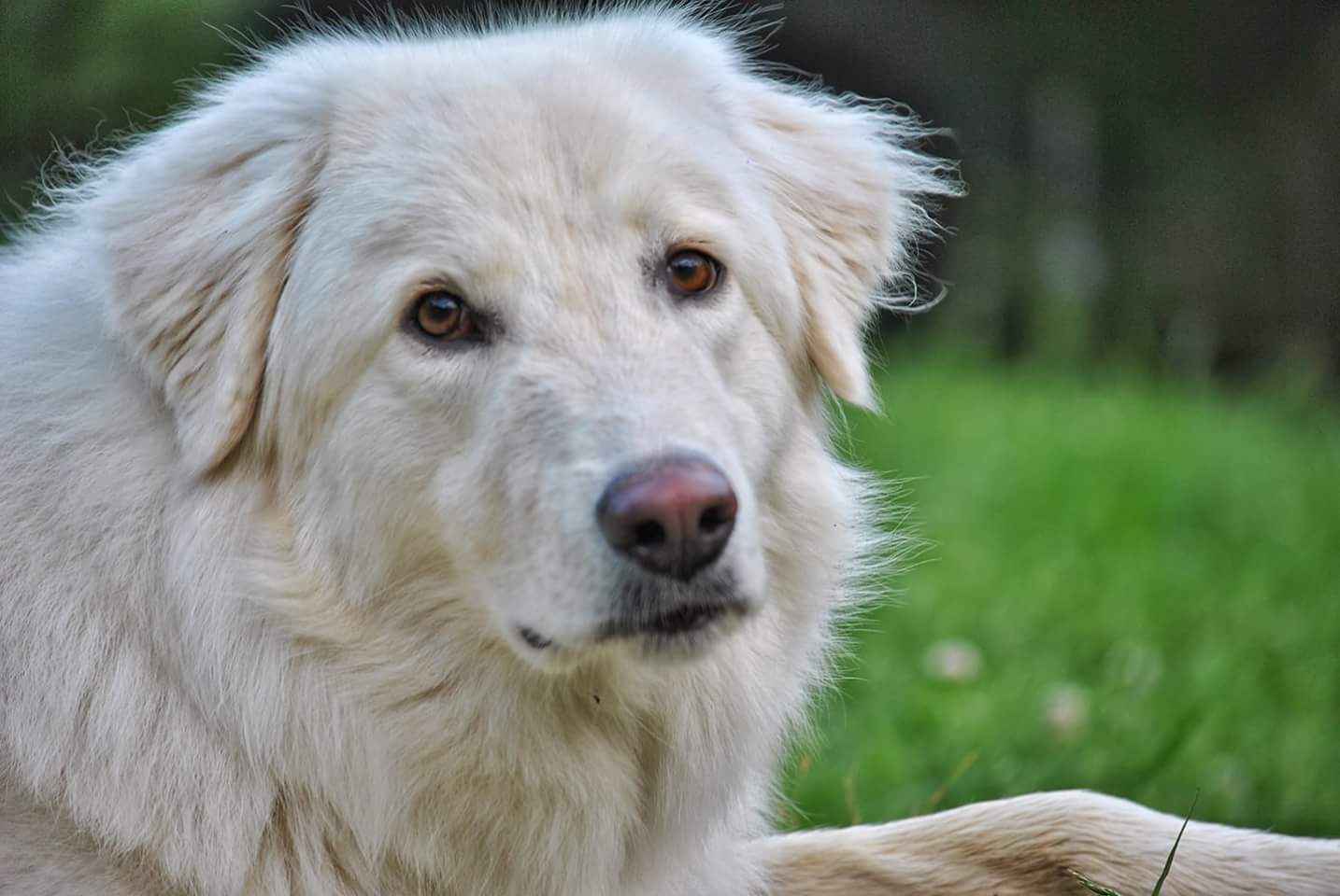 Il miglior amico dell'uomo