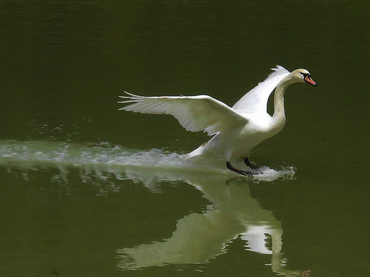 Cigno