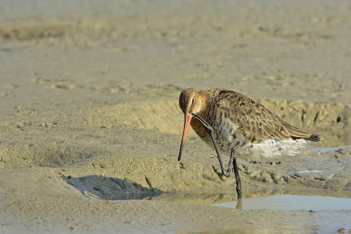 Pittima reale (Limosa limosa)