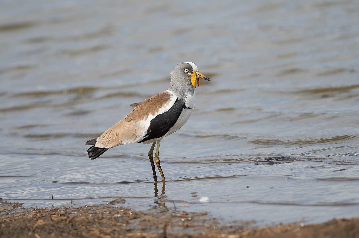 Pavoncella coronata bianca