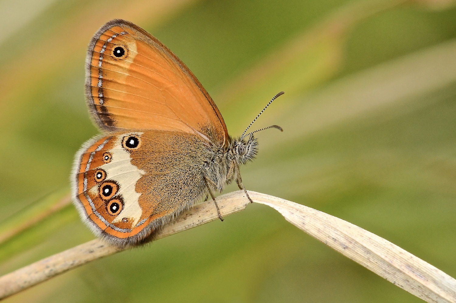 Coenonympha arcania