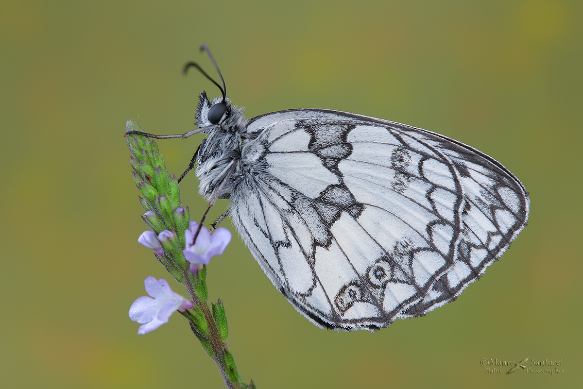 Melanargia galathea