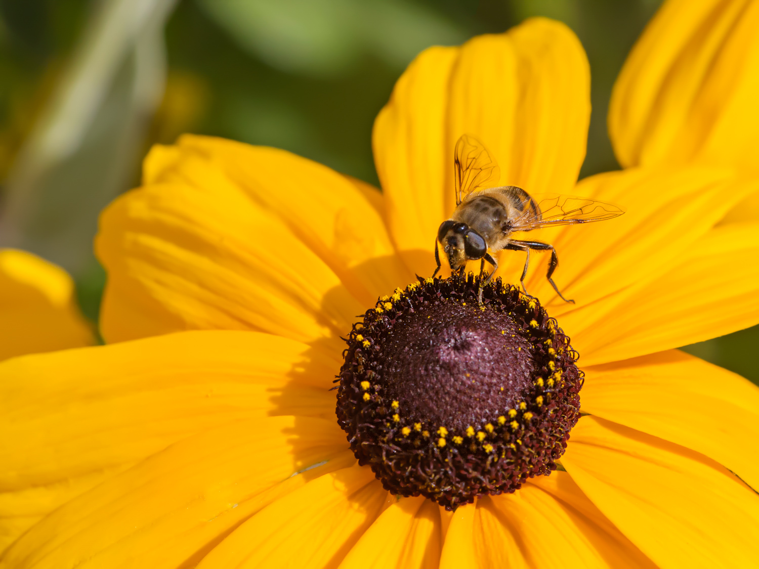 Dittero su Rudbeckia