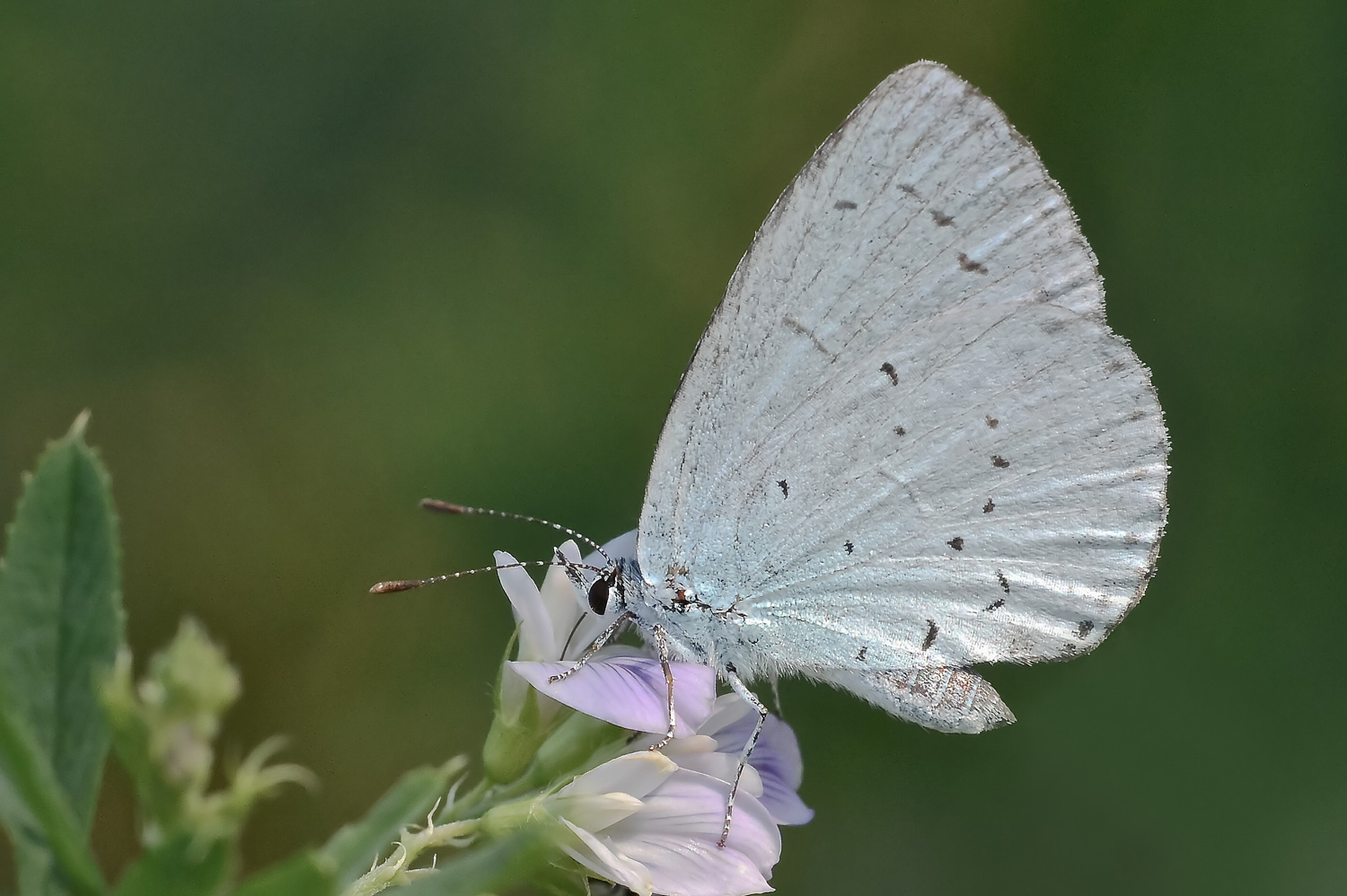 Celastrina argiolus