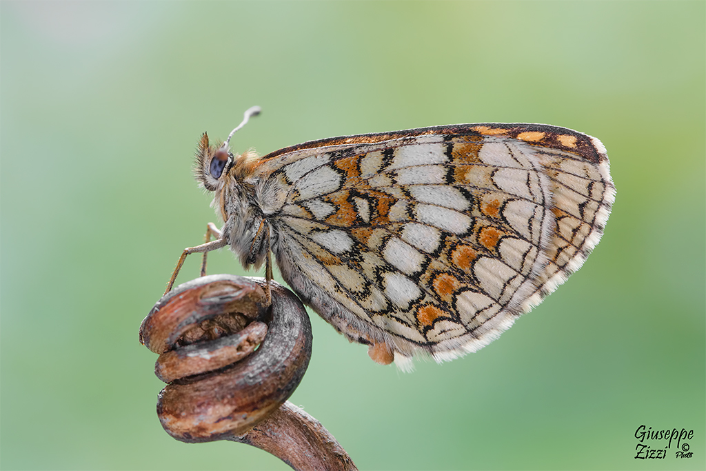 Melitaea athalia f. nevadensis