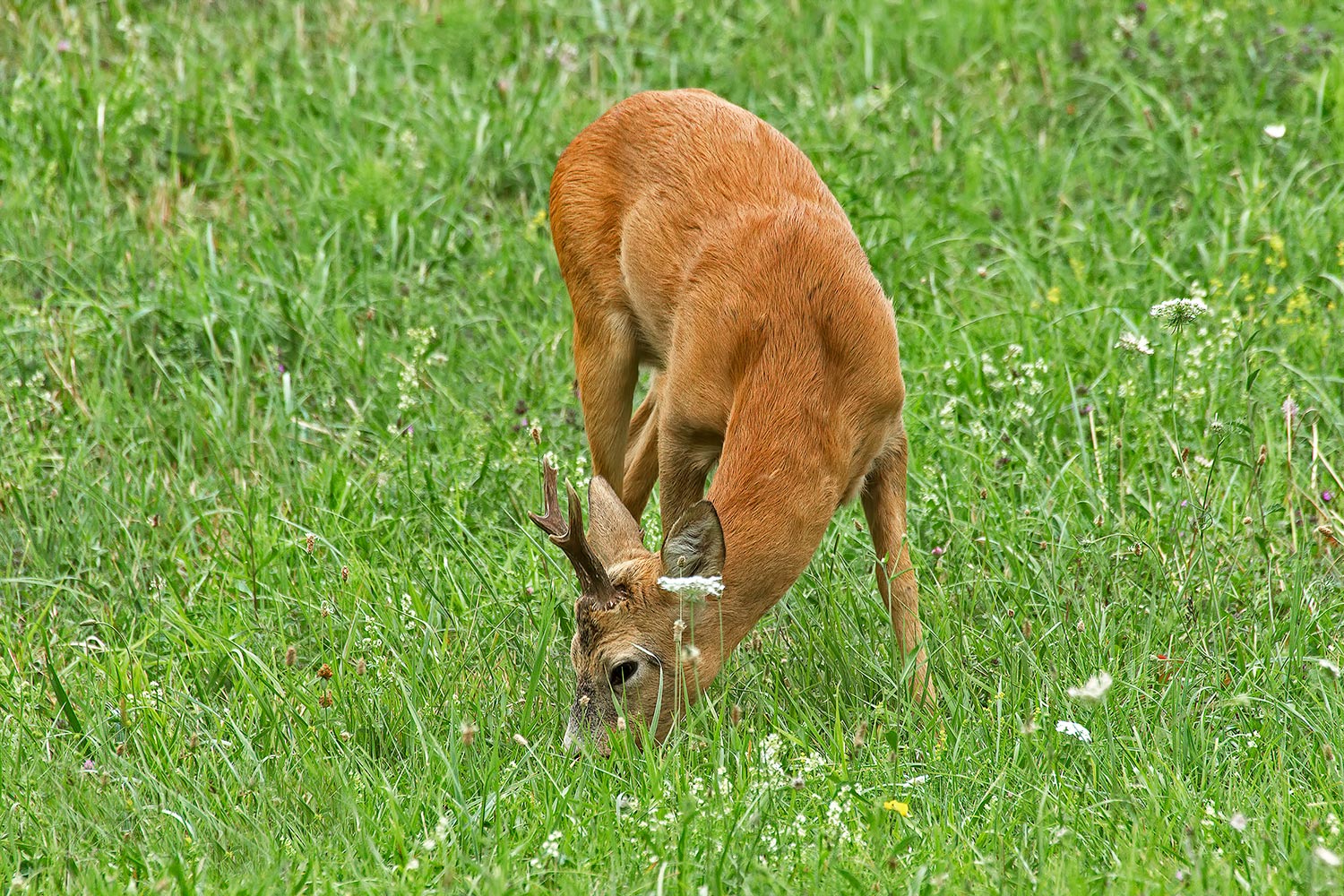 Capriolo....quasi in camera!!!
