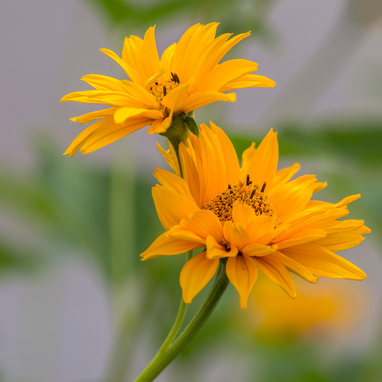 Heliopsis o falso girasole