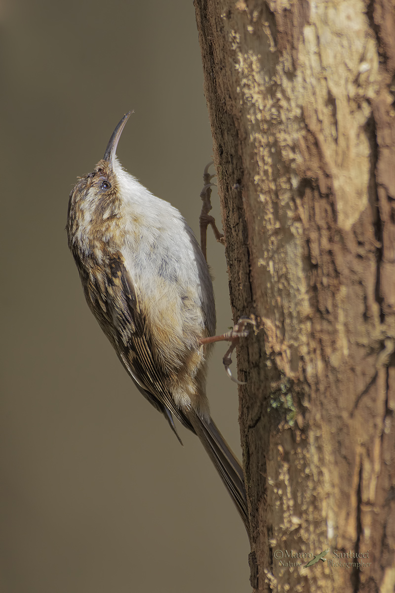 Rampichino comune_Certhia brachydactyla