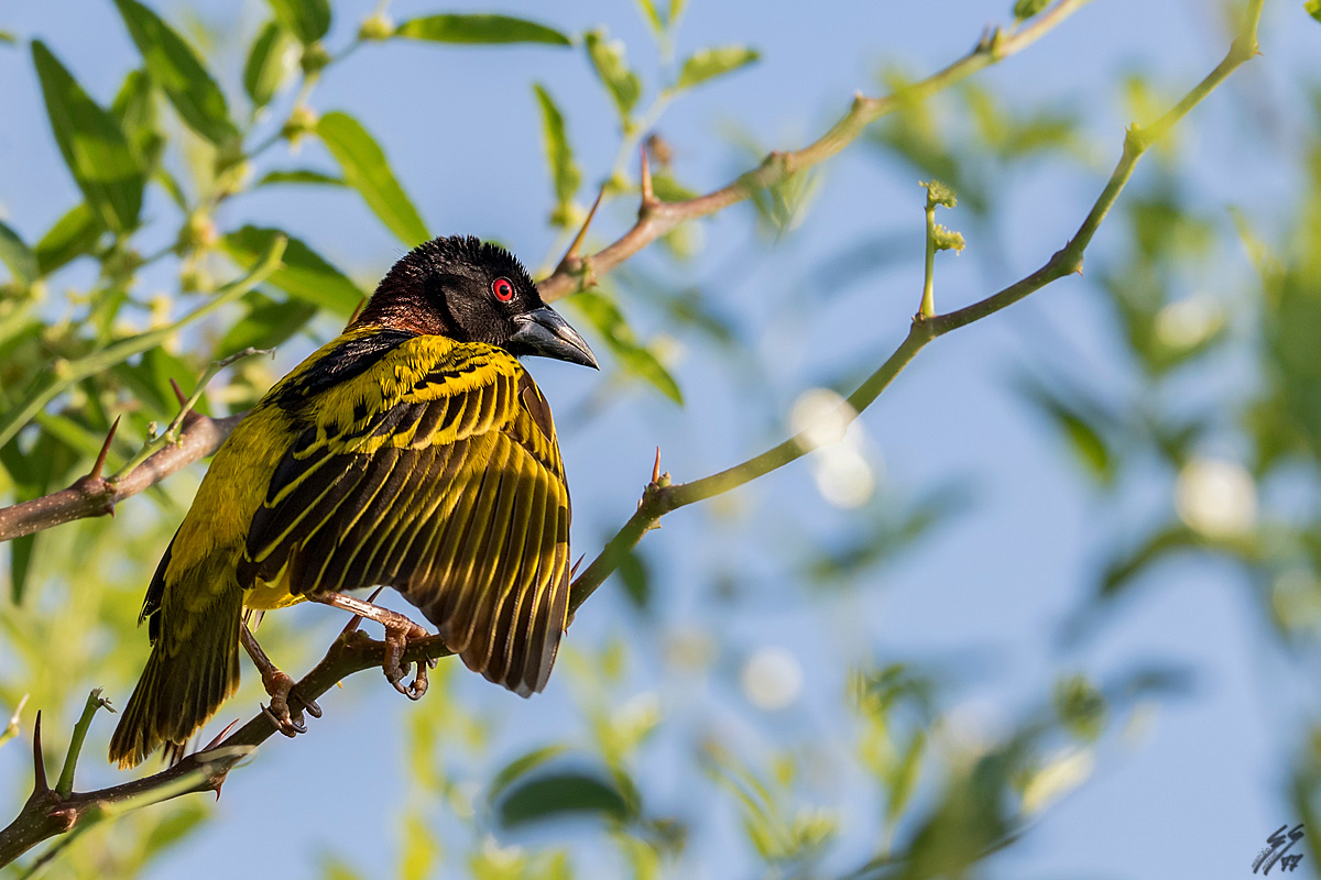 ..gendarme tessitore..
