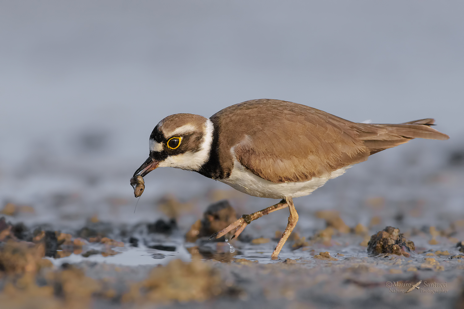 Corriere-piccolo_DSC4267