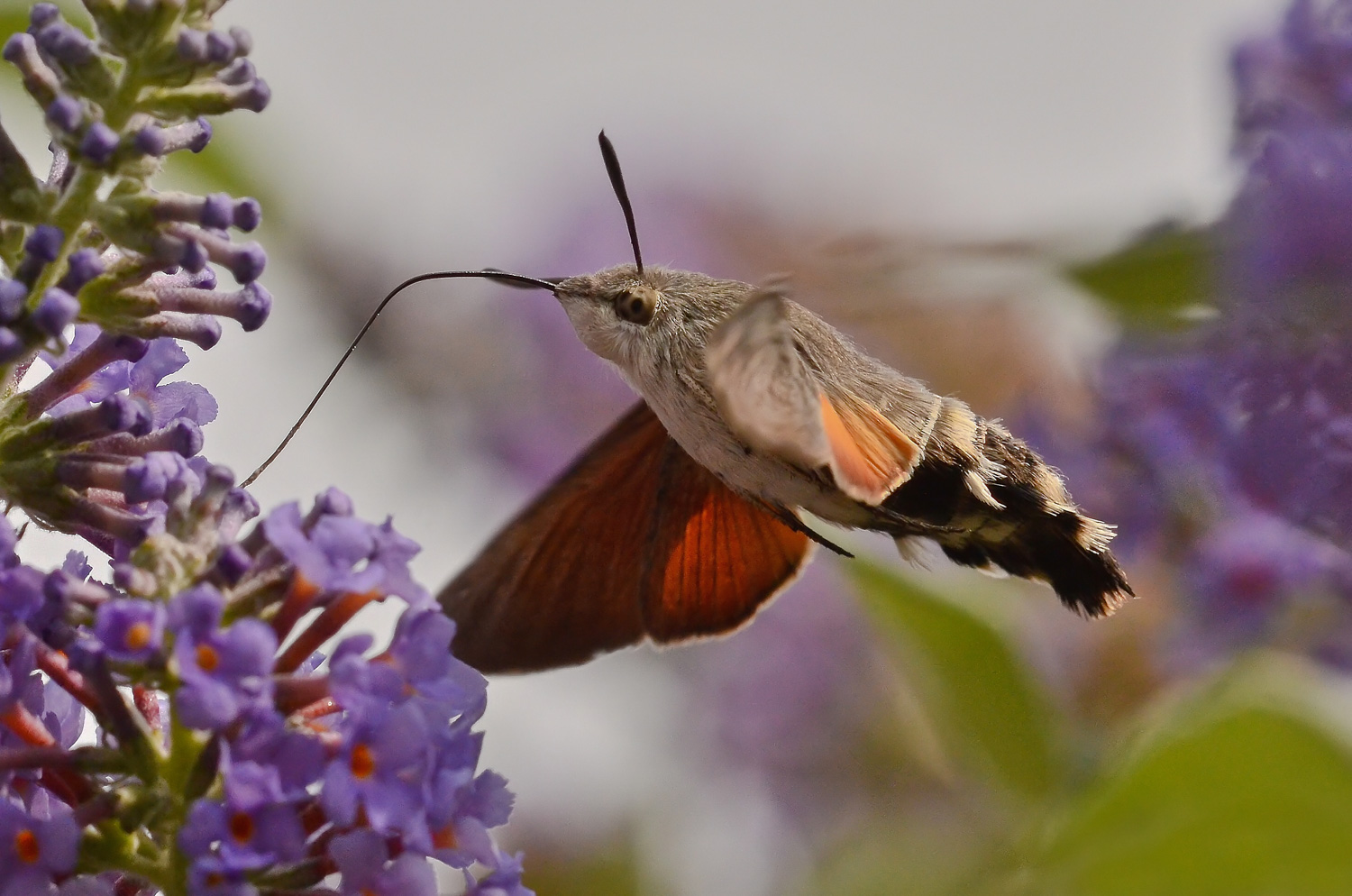 Macroglossum