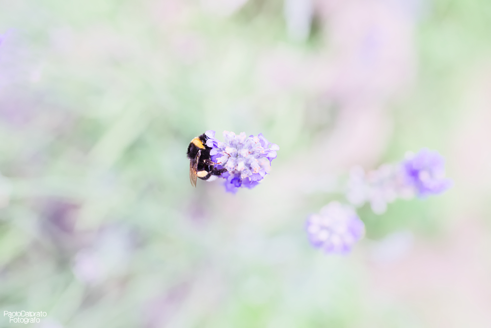 Non faccio foto di fiori
