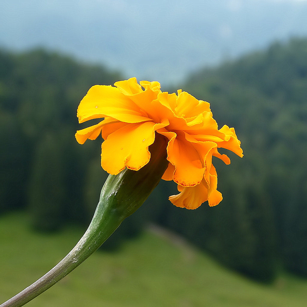 ***Cielo, bosco, prato e fiore***